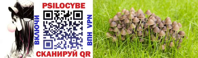 где продают   Сергач  mega зеркало  Псилоцибиновые грибы Psilocybe 